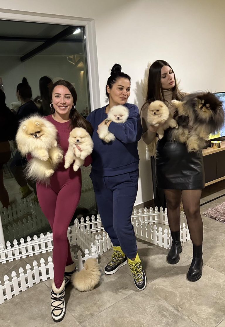 Odgajivacnica pomeranaca i pudli Lola Pom Superstar Beograd