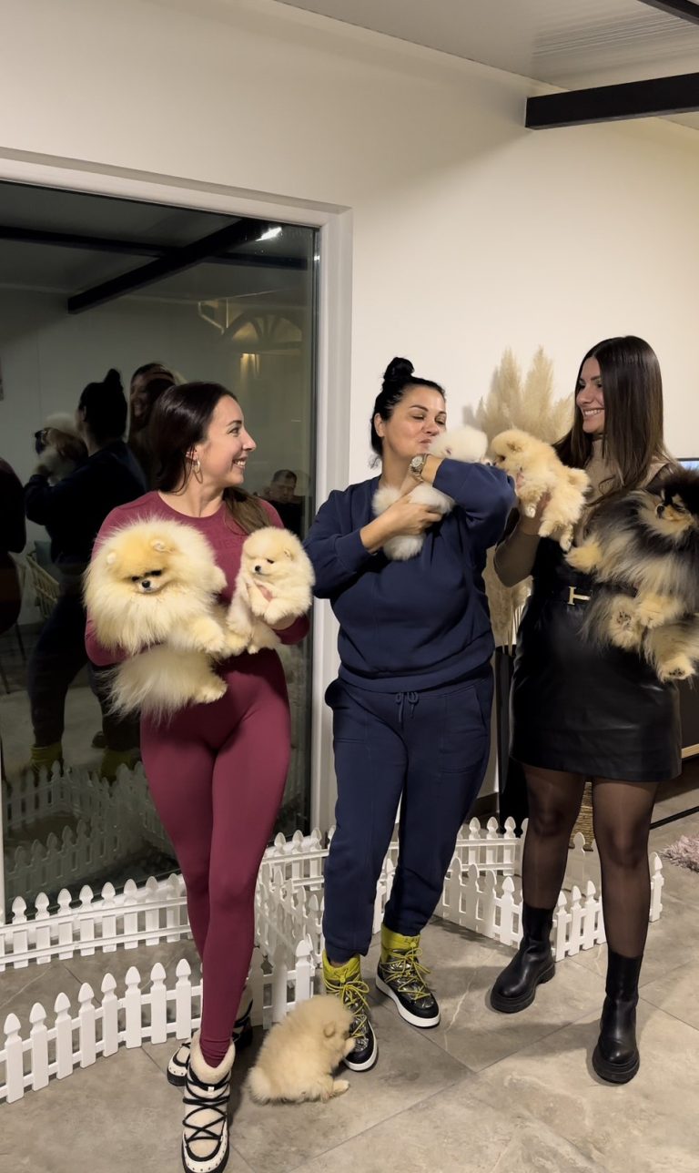 Odgajivacnica pomeranaca i pudli Lola Pom Superstar Beograd